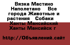 Вязка Мастино Наполетано  - Все города Животные и растения » Собаки   . Ханты-Мансийский,Ханты-Мансийск г.